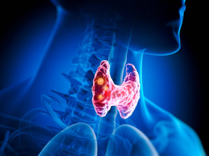 Parathyroid & Calcium Homeostasis